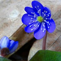 Весенние цветы (печёночницы). :: Милешкин Владимир Алексеевич 