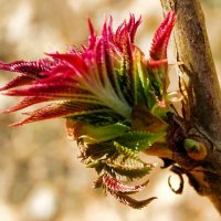 Картинка весны. :: Милешкин Владимир Алексеевич 