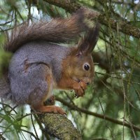 живая природа :: Николай Соколухин