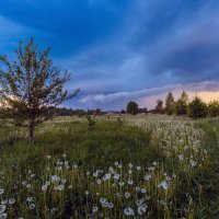 Предгрозовой вечер :: Crazy Bee