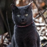 *** :: Владимир Безбородов