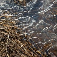 Весенний натюрморт :: Сергей Курников