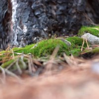 *** :: Александр Николаев