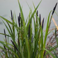 *** :: Игорь Протасов *** :: Игорь Протасов