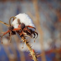 зимние сны :: Андрей Литов зимние сны :: Андрей Литов