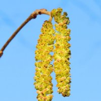 Серёжки весны :: Андрей Снегерёв