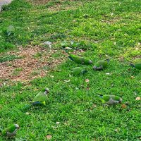 ПОПУГАИ ПАСУТСЯ :: Анатолий Малобродский ПОПУГАИ ПАСУТСЯ :: Анатолий Малобродский