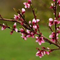 Цветение персика :: Юрий. Шмаков