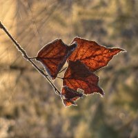 Прошлогодние :: Ольга Савельева 