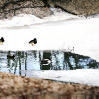 Первые утки :: ZNatasha - Первые утки :: ZNatasha -