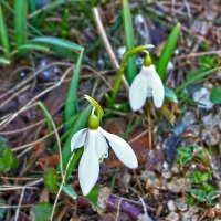 Парочка мартовских фонариков :: Светлана 