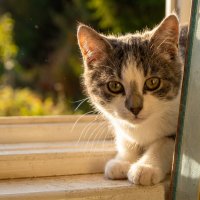Котик на окне :: Лилия 