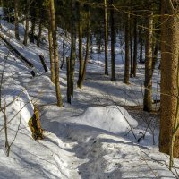 Лесными тропами :: Сергей Цветков Лесными тропами :: Сергей Цветков