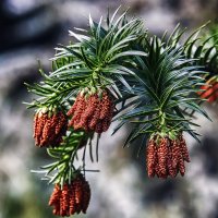 **** :: Андроник Александр 