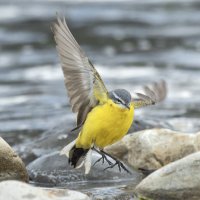 желтая трясогузка :: юрий макаров