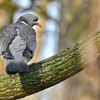 Весна пришла... :: Николай Саржанов