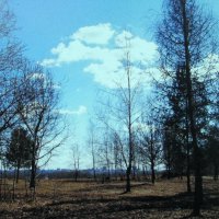 Красота марта :: Людмила Смородинская