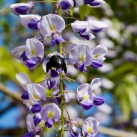 глициния :: Aleksandr . глициния :: Aleksandr .