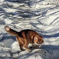 вчера в лесу... :: Любовь 