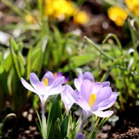 Солнечные лепестки. :: Александр Кондаков