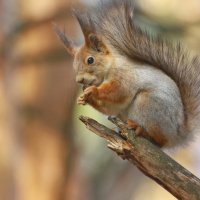 встречая весну... :: Andrey Bragin 