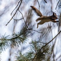 ***** :: Владимир Безбородов