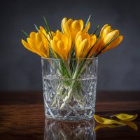 Желтые крокусы :: Aleksey Afonin Желтые крокусы :: Aleksey Afonin