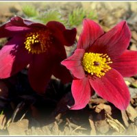 Сон трава :: Aleksandr Gal Сон трава :: Aleksandr Gal