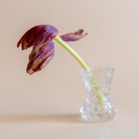 Увядший тюльпан :: Александр Синдерёв