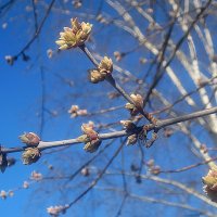 Весеннее небо :: Елена Семигина