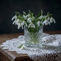 Подснежники :: Aleksey Afonin Подснежники :: Aleksey Afonin