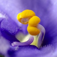 *** :: Виктор Иванович Чернюк