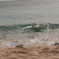 Египет. Шарм-эль-Шейх :: Ирэн 