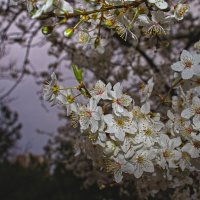 Веточка Вишни :: Giant Tao /