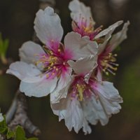 Миндаль ))) :: Giant Tao / Миндаль ))) :: Giant Tao /