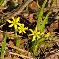 Гусиный лук жёлтый :: Светлана 