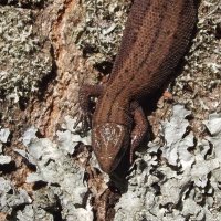 Ящерица :: Freddy 97