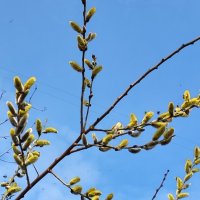 ,,, :: Сергей Тимоновский