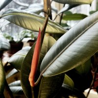 Рождение нового листа :: Олег 