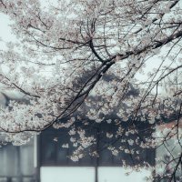 Сезон цветения вишни в Ханчжоу :: Дмитрий 