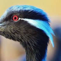 Моя красавица всем очень нравитца... :: Валерий Кокорев