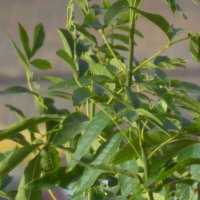 115 (236) :: CLOSE WAYS ALL