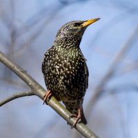 Скворец :: Светлана Григорьева