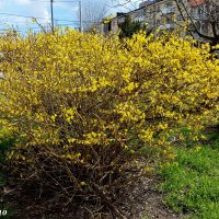 Солнечная форзиция :: Нина Бутко