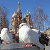 30 марта в Зарядье :: Михаил Бибичков