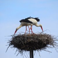 Аисты обустраивают свое гнездо! :: Ольга Митрофанова