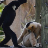 Привет, подруга :: Таня Фиалка