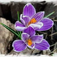 Крокусы :: Елена Сухорученкова Крокусы :: Елена Сухорученкова