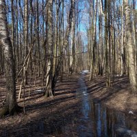 Хорош был март! :: Андрей Лукьянов