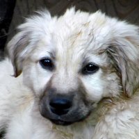 Эти глаза напротив.... :: nadyasilyuk Вознюк